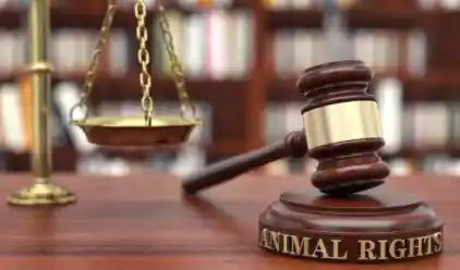 审计师识破隐匿减持，5000万罚单背后真相浮出水面