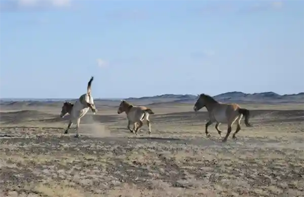 全球仅存2000余匹！北京动物园迎来活化石普氏野马首只雄性个体，比大熊猫还稀有