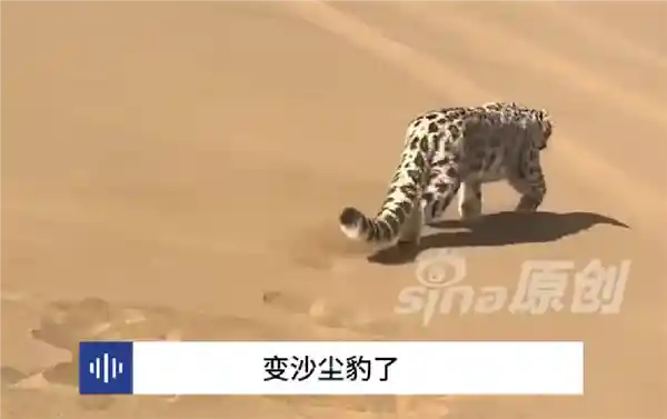 新疆沙漠惊现雪域幽灵！雪豹现身塔克拉玛干引全网沸腾：专家称或为气候异动新信号