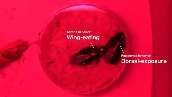 婚恋新解：蟑螂结婚竟以断翅明志