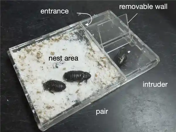 婚恋新解:蟑螂结婚竟以断翅明志