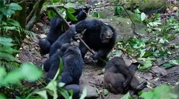 灵长类打架必攻睾丸?揭秘动物界的致命弱点