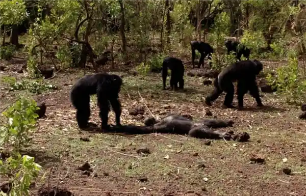 蟒蛇VS黑猩猩：谁才是21世纪最颠覆认知的‘非传统宠物’？科学家、伦理学家与铲屎官吵翻了！