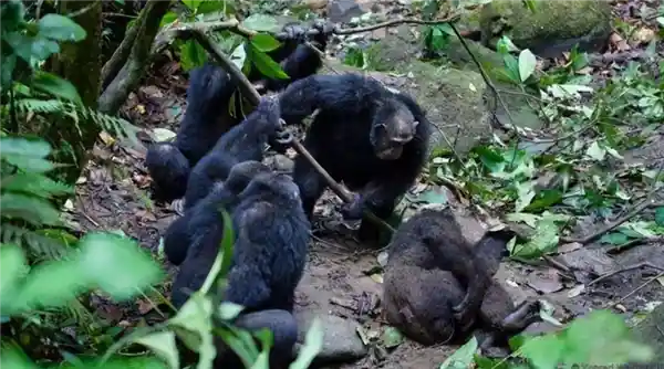 蟒蛇VS黑猩猩：谁才是21世纪最颠覆认知的‘非传统宠物’？科学家、伦理学家与铲屎官吵翻了！